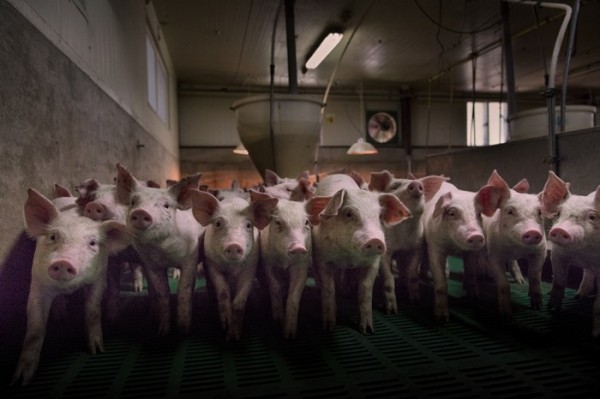 8efd2b7a97f93f80a0f8c5939fc5a13d_1474944