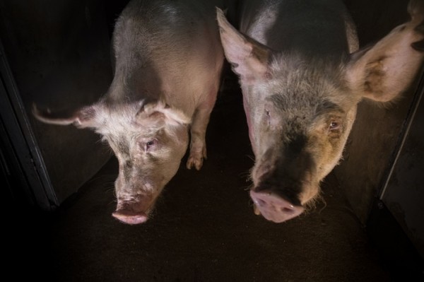 8efd2b7a97f93f80a0f8c5939fc5a13d_1474944