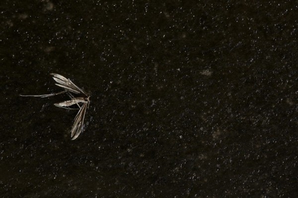 8efd2b7a97f93f80a0f8c5939fc5a13d_1474944