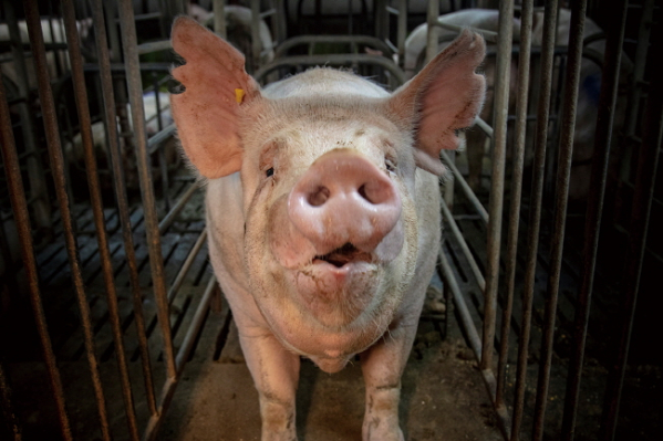 4456eddd7c0fb925f17d144fa93d8266_1546411