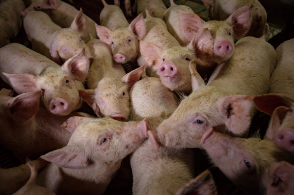 4456eddd7c0fb925f17d144fa93d8266_1546411