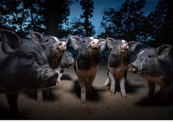 4456eddd7c0fb925f17d144fa93d8266_1546411